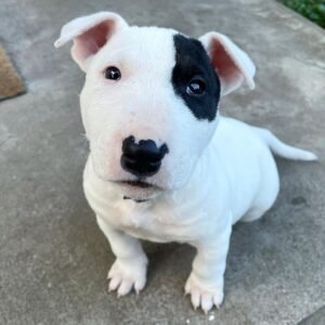 New Dawn Bull Terriers – Licensed Bull Terrier Breeders